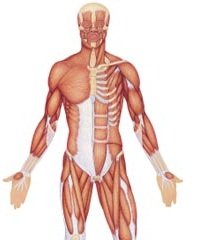 tejido-muscular