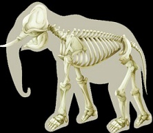esqueleto-vertebrado