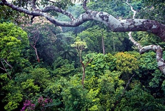 bosques tropicales