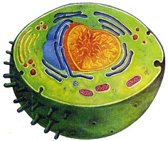 celulas-eucariotas