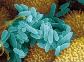 celulas-procariotas