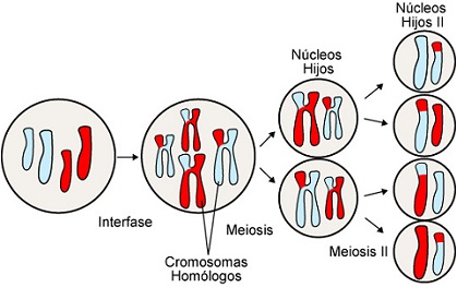 Ejemplos de meiosis - Modelos, muestras y características